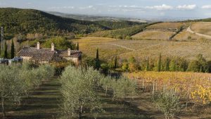 The Good Gourmet - Casanuova delle Cerbaie vineyard - Tuscany Italy
